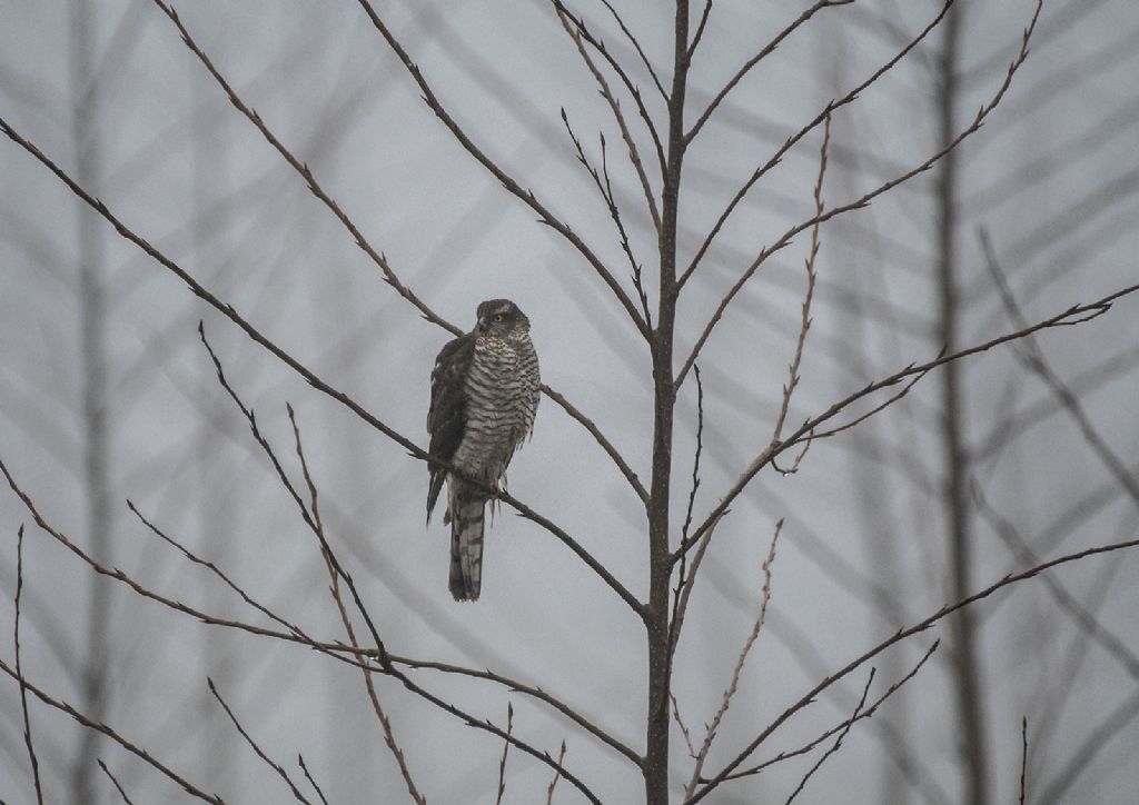 Sparviere (Accipiter nisus)